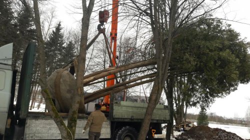 Туя западная Брабант