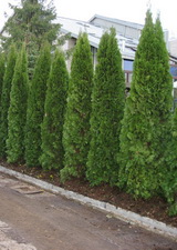 Туя смарагд