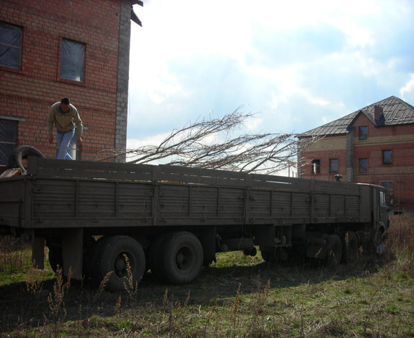 Посадка деревьев
