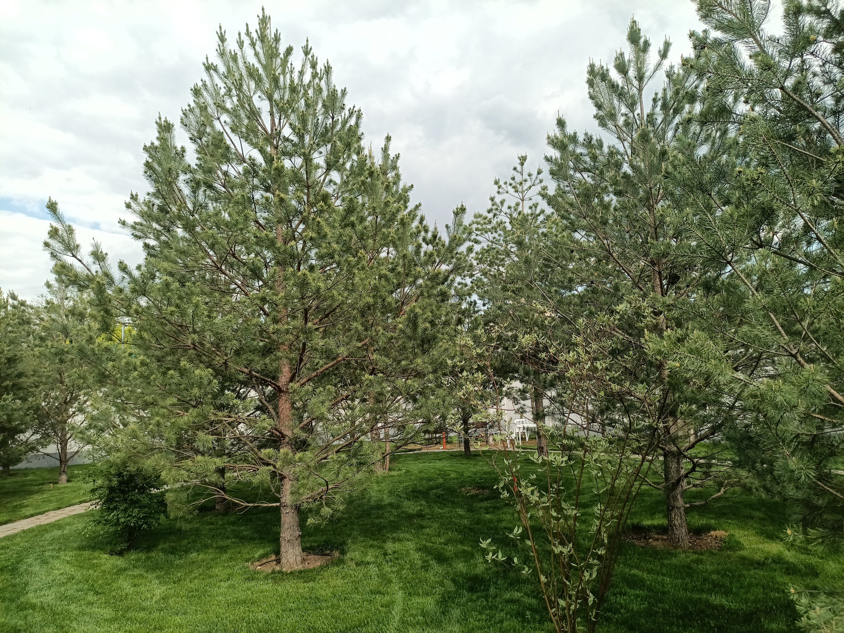 Сосна обыкновенная
Высота 5 – 6 меметровтра