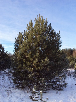 Сосна обыкновенная
Высота 6 – 7 метров