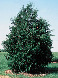 Туя брабант