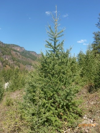 Лиственница сибирская высота 7 – 8 метров