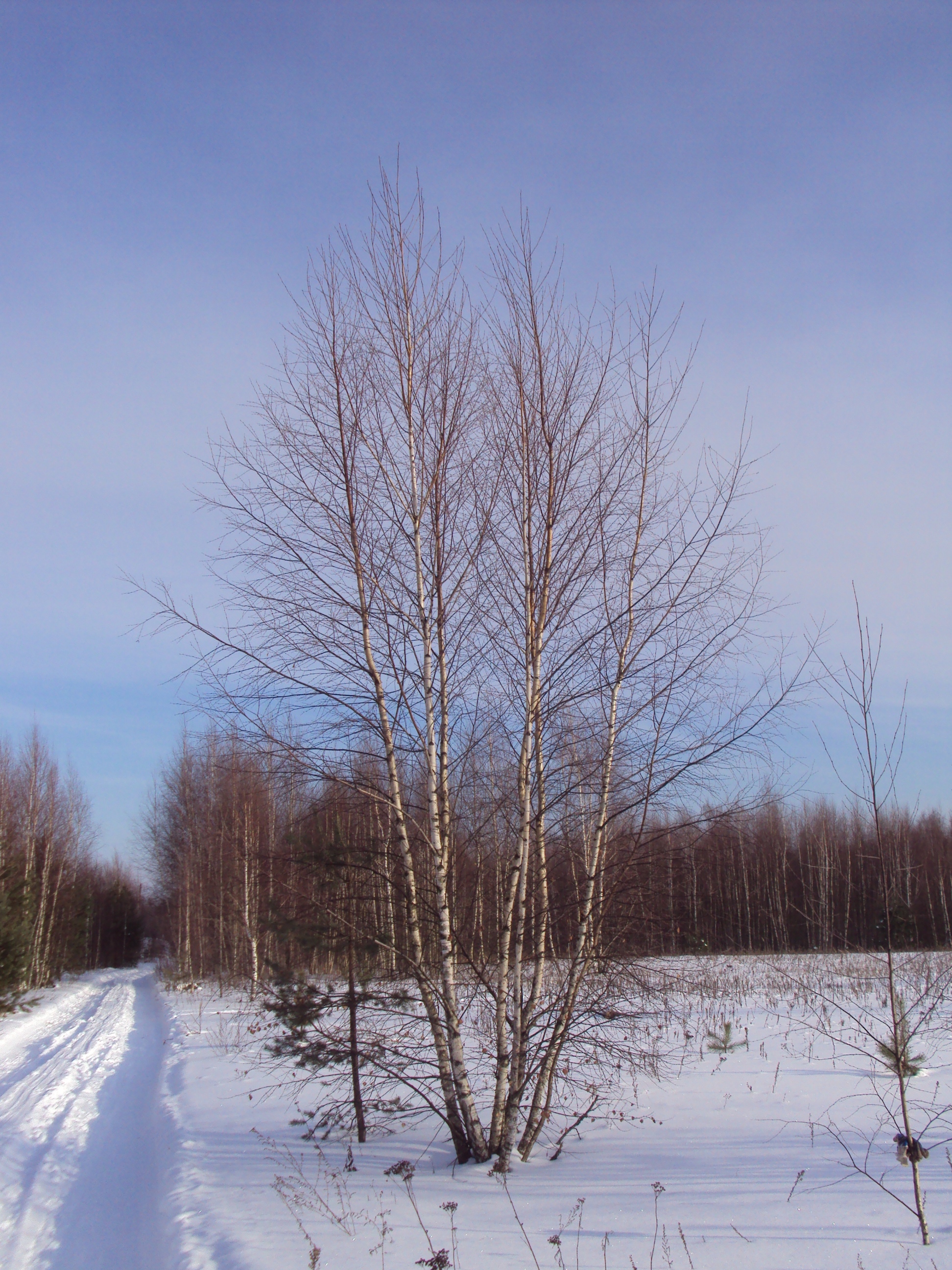 Береза обыкновенная от 10 до 12 м