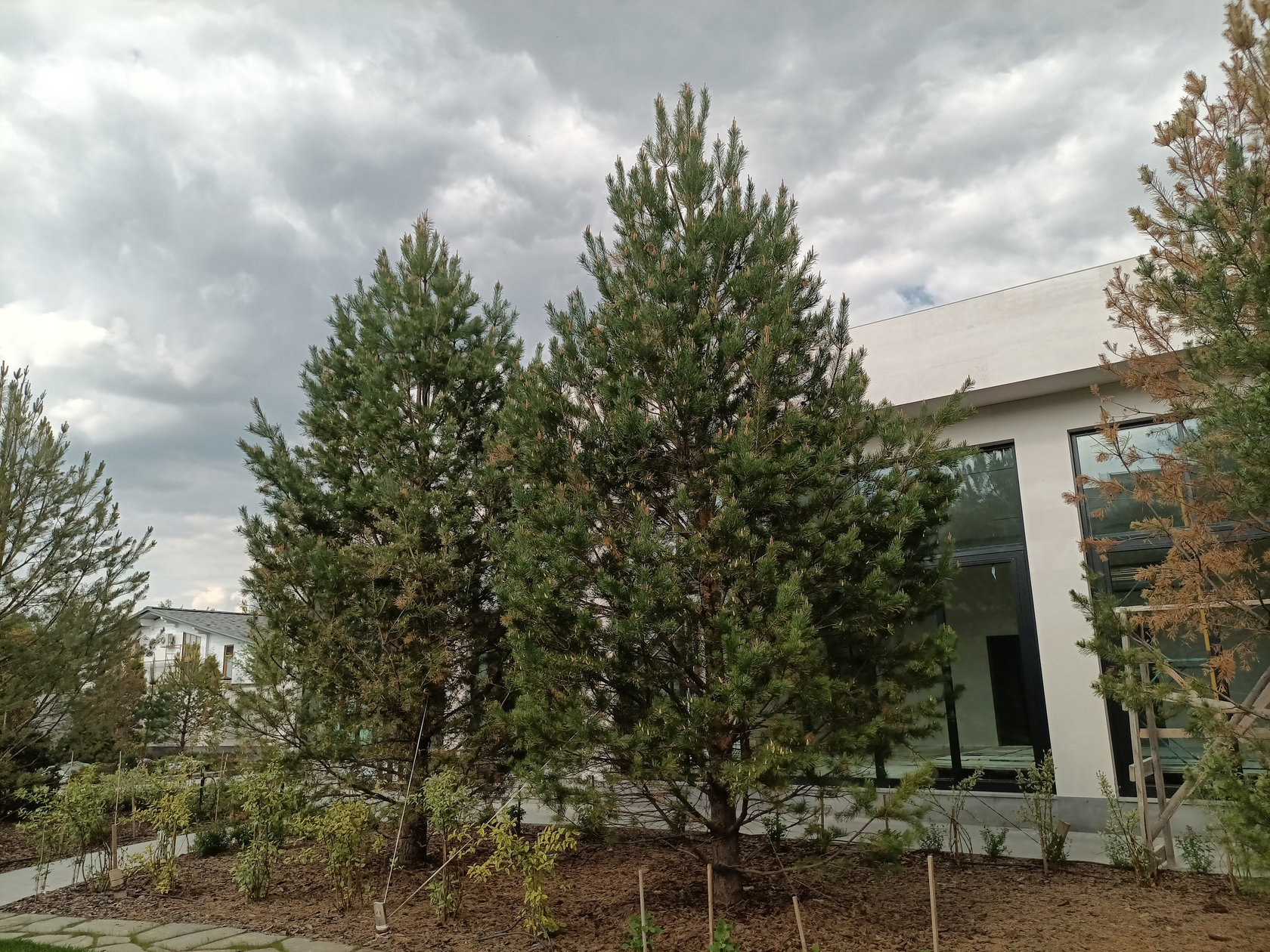 Сосна обыкновенная