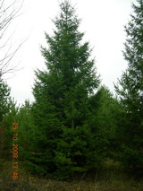 Ель обыкновенная