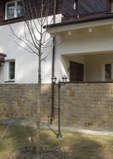 Каштан конский